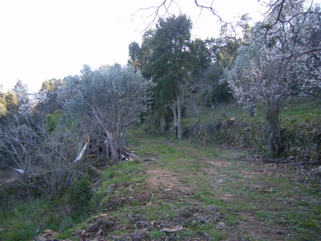 Località Tirli,Castiglione della Pescaia,Grosseto,Toscana,Italia 58043,Ville e casali,Località Tirli,1064